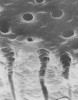 (Figure 1.) Scanning electron micrograph demonstrating the structural anatomy of dentinal tubules.