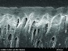 Figure 1. This canning electron microscope (SEM) image reveals a restorative material properly bonded to enamel and dentin that provides the potential for long-term functional success. (Courtesy of Jorge Perdigão, DMD, MS, PhD.)