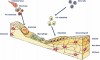 Fig 1. Illustration of new bone formation.