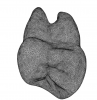 (1.) A 3D image of the mesial aspect of a maxillary first premolar showing the canine fossa concavity extending from below the contact point onto the root surface.