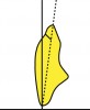 Figure 21  Schematics (21.) The neck of the maxillary lateral incisor is depressed more than the central incisor. (22.) The long axis of the maxillary canine also has a slight distal inclination. (23.) The neck of the maxillary canine is prominent. (24.) The incisal guidance angle is formed by a line drawn through the incisal edges of the maxillary and mandibular incisors and the horizontal plane. (25.) Mesio-distal inclinations of the mandibular anterior teeth and incisal position after adjustment to maintain 