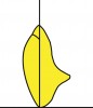 Figure 23  Schematics (23.) The neck of the maxillary canine is prominent.