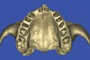 Figure 25  VIRTUAL PLANNING AND SURGERY By using segmentation techniques to remove the existing teeth, leaving the sockets, the alveolar complex was appreciated fully.